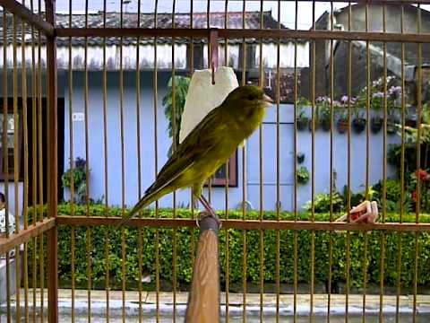 Free Download Suara Burung Kenari Gacor Panjang Free Download Suara Burung Kenari Gacor Panjang