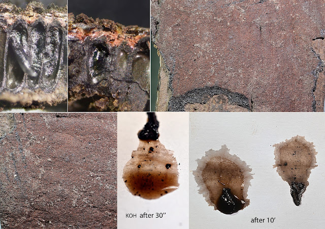 Hypoxylon macrocarpum