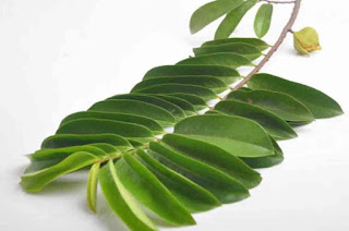 good and High Nutritious Soursop Leaf good and High Nutritious Soursop Leaf