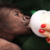 В зоопарка в Бристол за пръв път извършиха цезарово сечение на горила (видео)