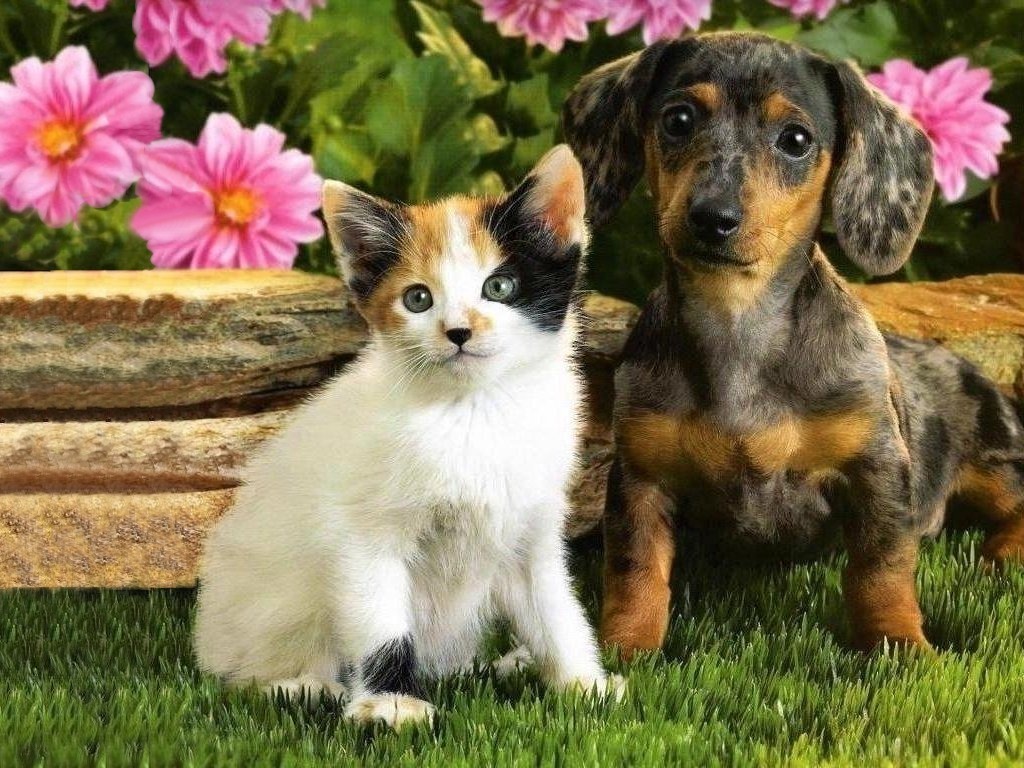 Cute Dogs|Pets: Puppies and Kittens Together Pictures