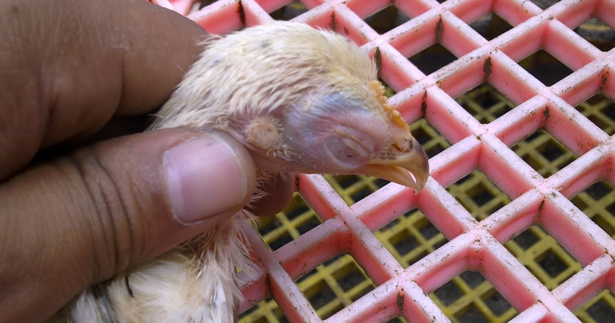 Ubat Sakit Mata Untuk Kambing  Umi Wasiati