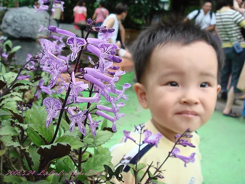 皇后鎮森林|三峽景觀餐廳|賞螢-可愛動物園-烤肉露營