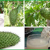Guyabano fruit acknowledged as a miracle cure for cancer. How To Prepare Guyabano Tea? Read this.