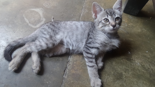 Kitten on the floor Peruvian kitten on the floor