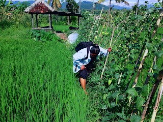 Looking For Something In The Rice Fields