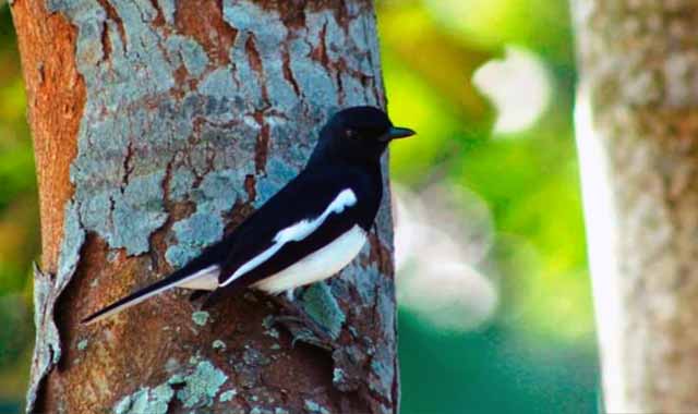 Doyel bird is in paper money, extinct in nature! কাগজের টাকায় আছে দোয়েল পাখি, প্রকৃতিতে বিলুপ্ত প্রায়!