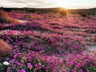 Abronia%2Band%2Bprimrose%2Bin%2BAnza-Borrego%2BDesert%2BState%2BPark%252C%2BCalifornia