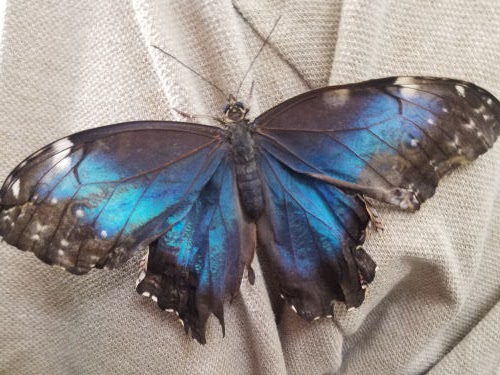 Morpho peleides