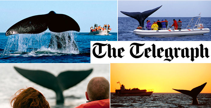 whale watching valdes peninsula the telegraph recommend