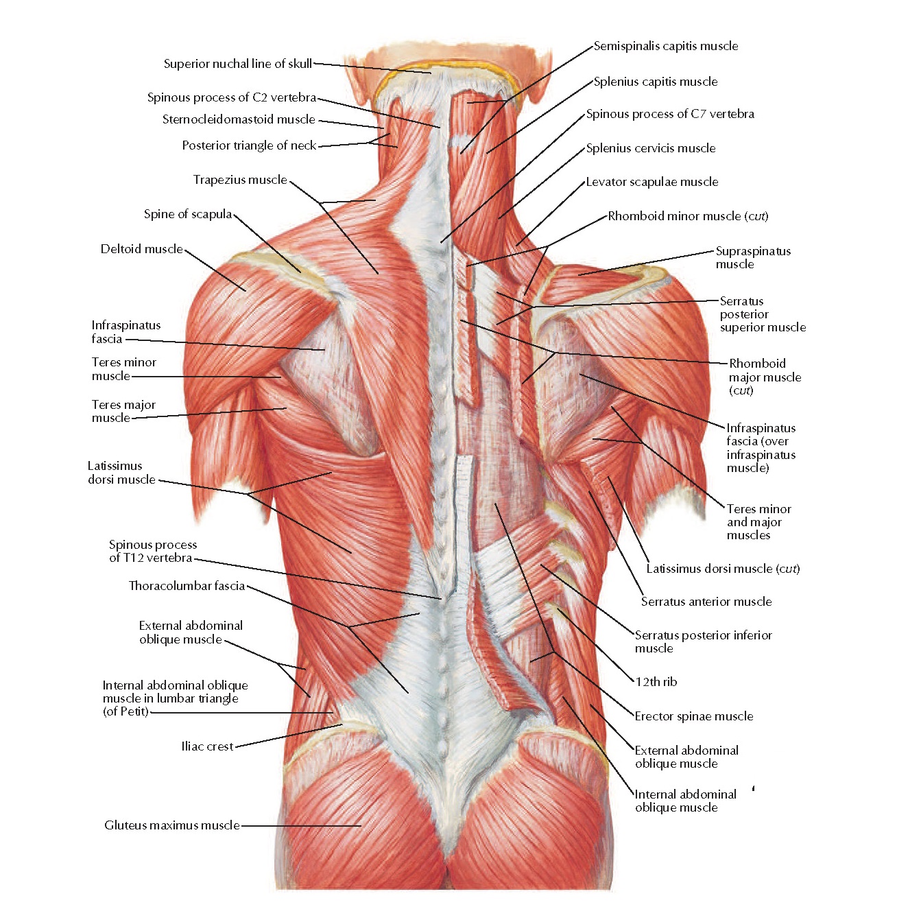 Фасции спины. Мышцы спины анатомия атлас. Атлас Синельников мышцы спины. Мышцы спины анатомия Самусев. Мышцы спины глубокие и поверхностные анатомия.