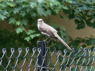 mockingbird, Monday, July 11, 2016, 1:06:13 PM