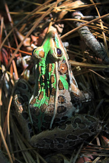 Southern Leopard Frog Southern Leopard Frog