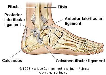 Calcaneofibular Ligament Injury Clinical Presentation History