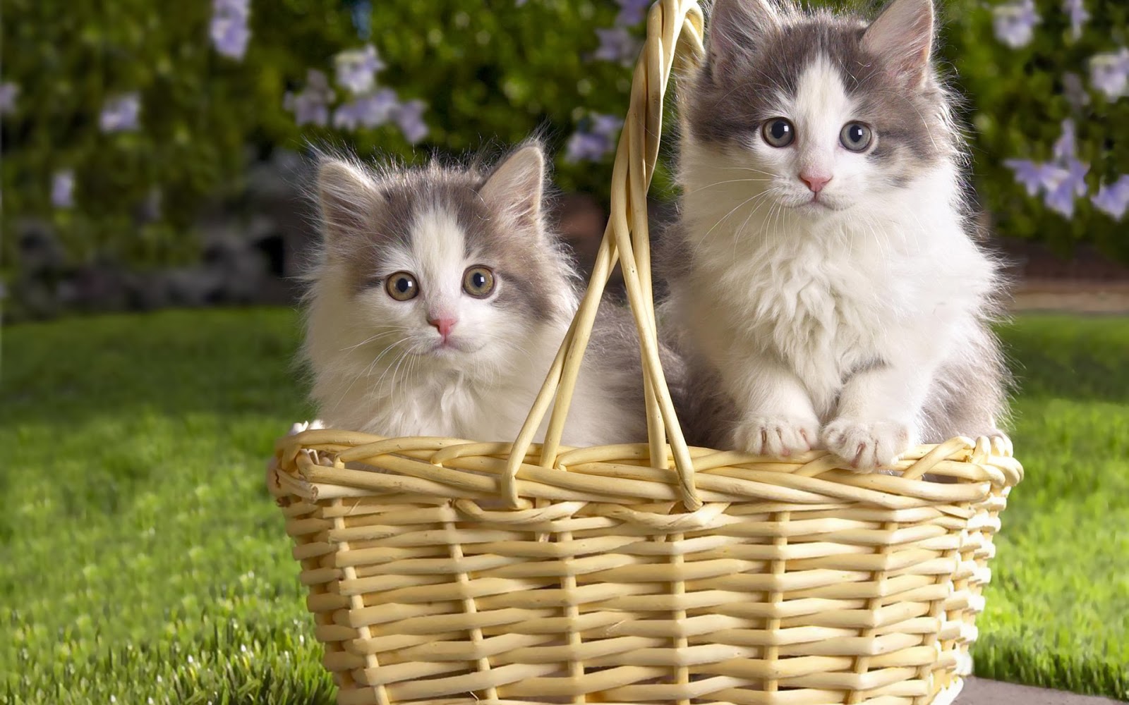 Beautiful Cats Wallpapers - Beautiful wallpapers collection 2014