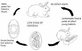 Koksidiosis pada kelinci - Seri : Penyakit Penting pada kelinci