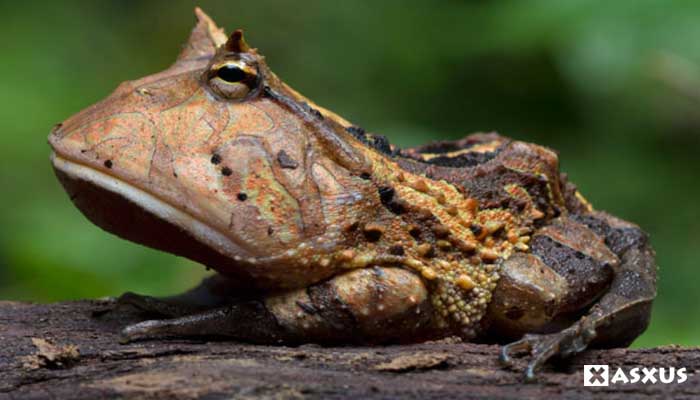 Contoh Hewan Amfibi Selain Katak Contoh AJa