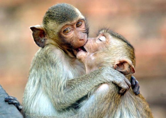 Monkey kissing