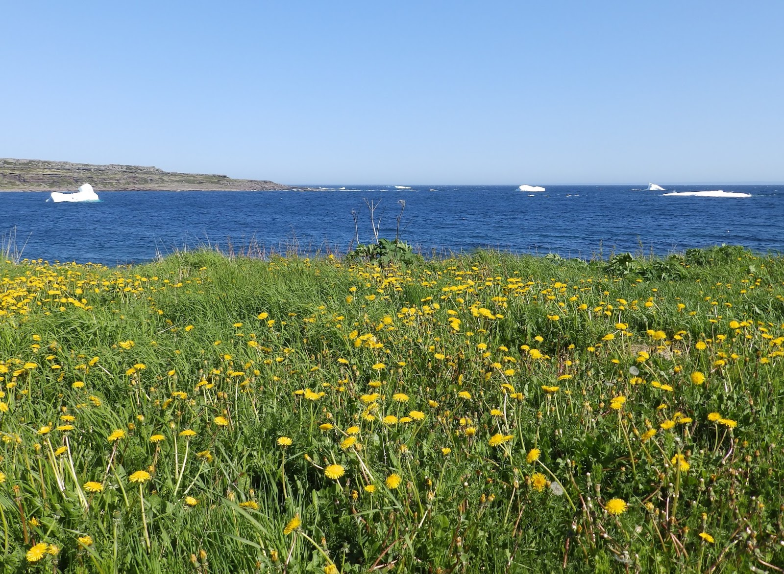 Northern Exposure 2013 Images From L'Anse Au Clair, Labrador