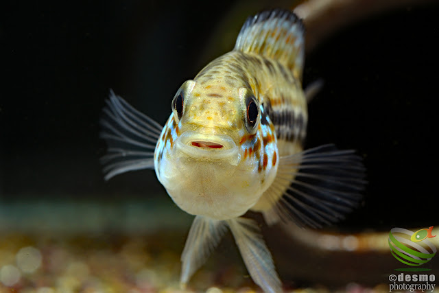 Apistogramma sp. D18 (A. cf. alacrina)