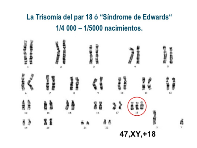 aneuploidia y poliploidia