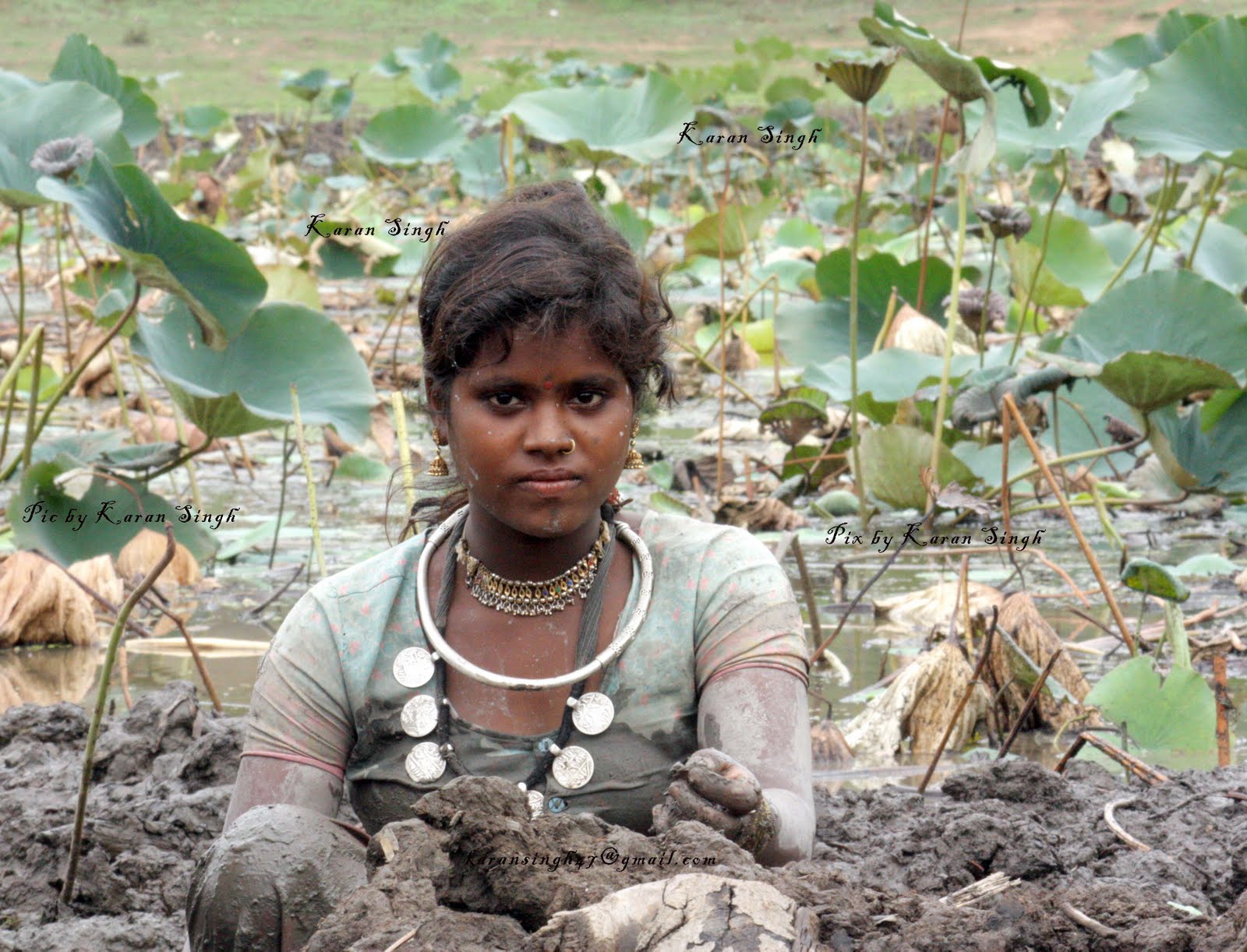 karanpage3 Lotus in Mud