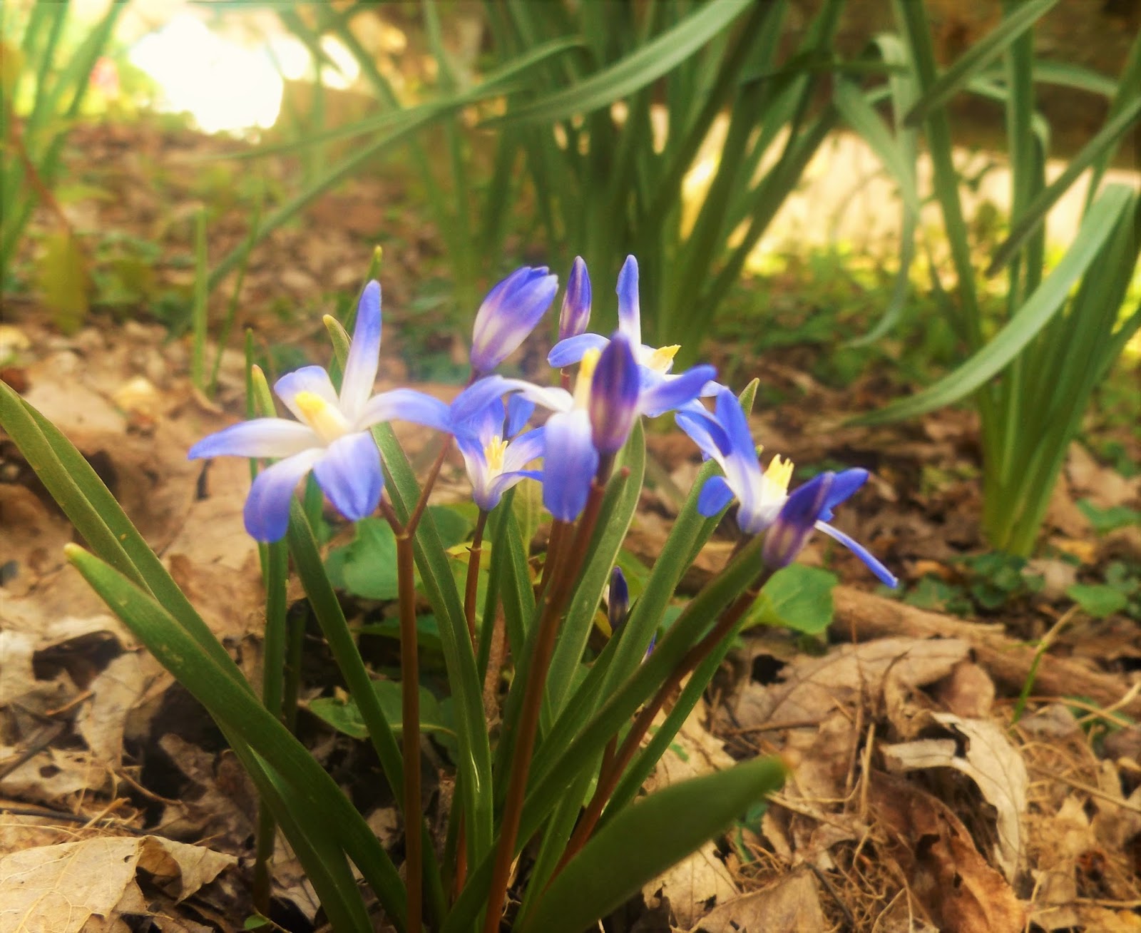 Late March flower garden beginning to bloom (Kentucky zone 6) Gardening Forums
