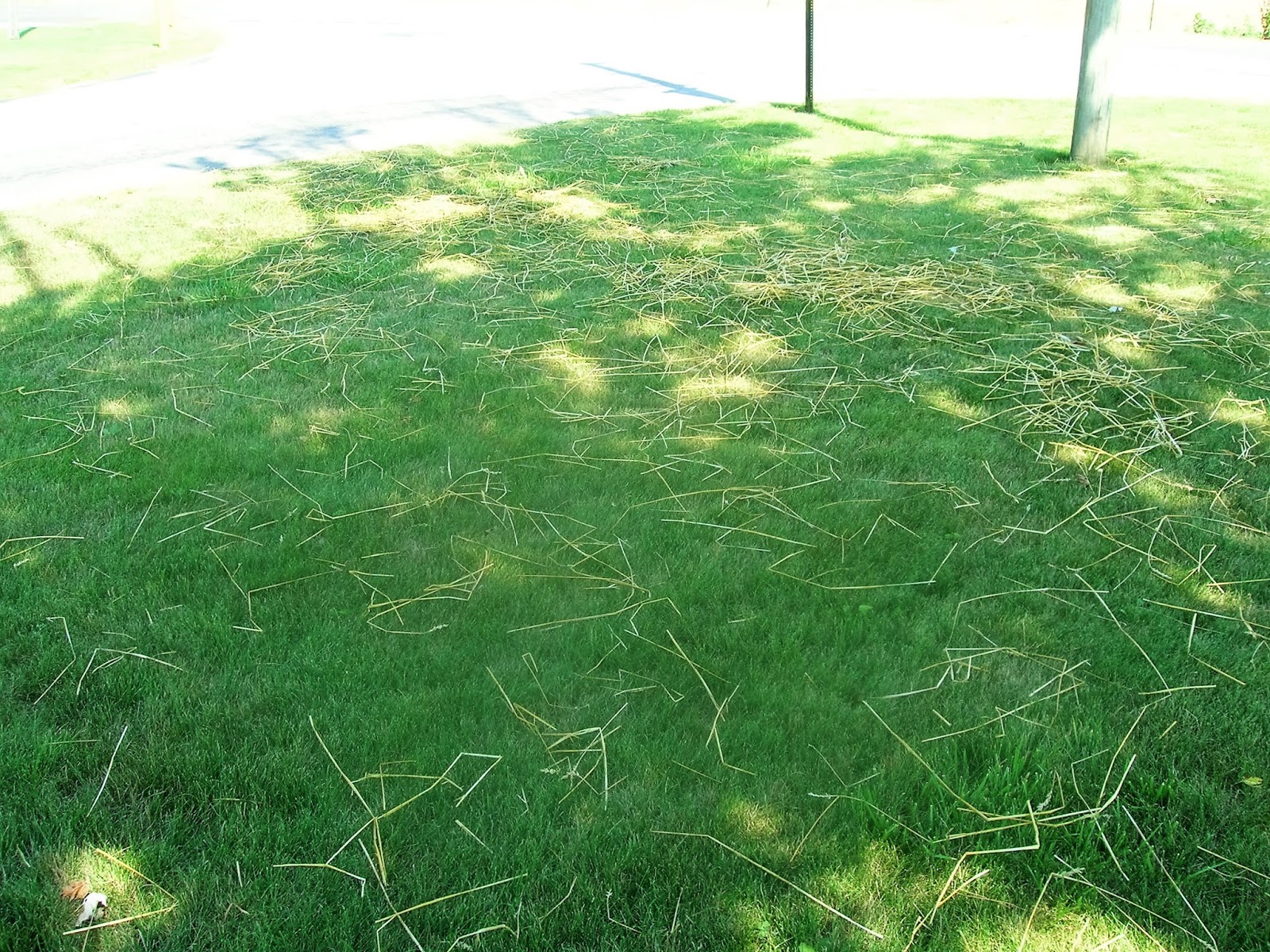 Jesus Our Savior Straw In The Wind