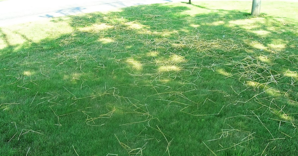 Jesus Our Savior Straw In The Wind