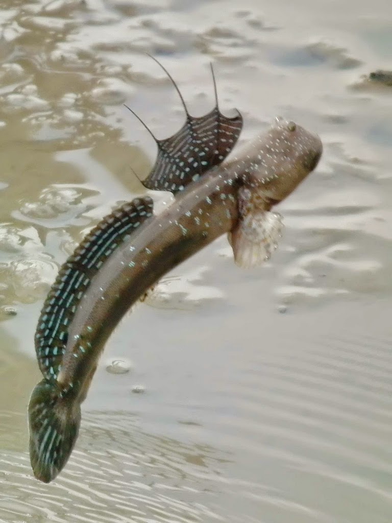 Amazeballs The most poisonous and slowest fish