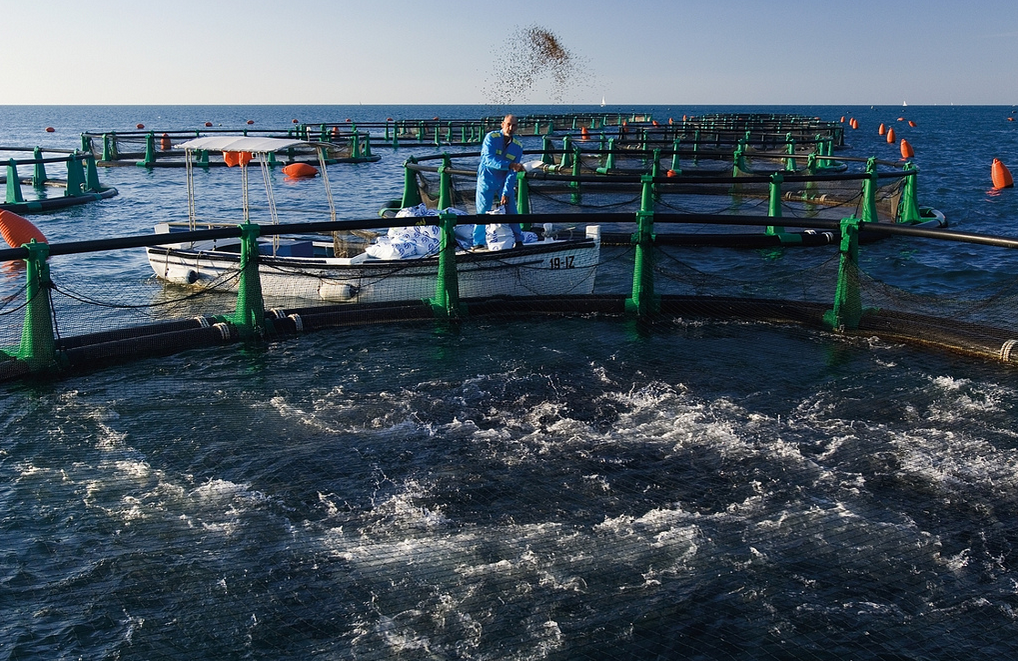 Lebanese Aquaculture Sea bass Fish Farm on the Adriatic coastline.