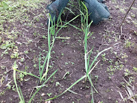 Allotment Crops - Garlic 