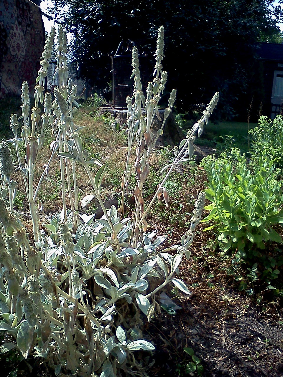juneSCENE IN OUR GARDEN The Care of Feeding of Lamb's (Ear)