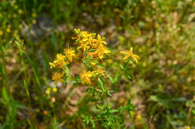 St John's wort - Hypericum perforatum