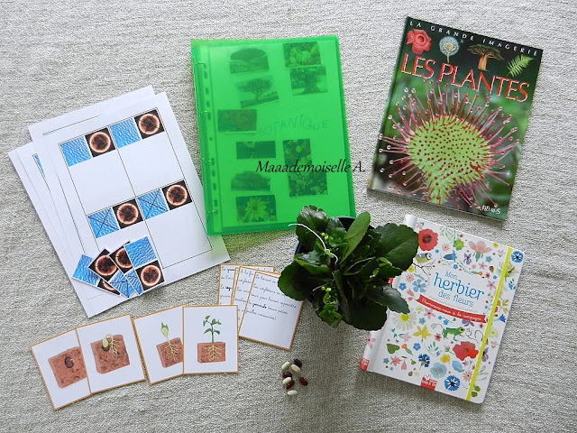 || Nos projets d'activités pour étudier la botanique || Nos projets d'activités pour étudier la botanique
