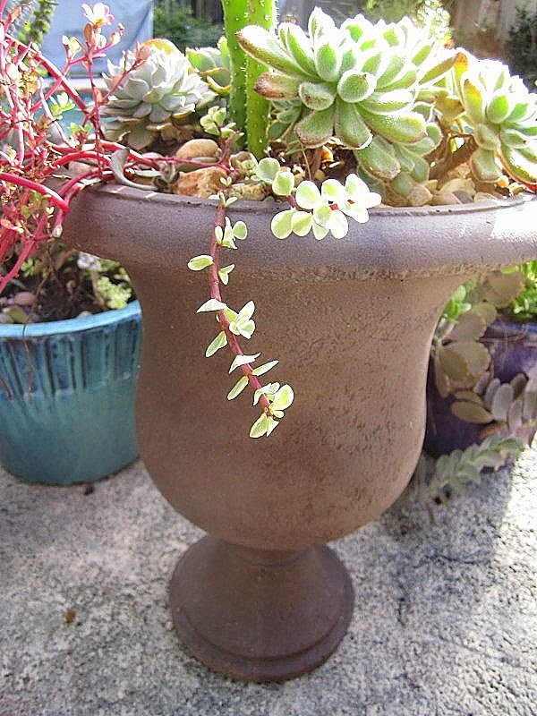 Tips for the home garden during September