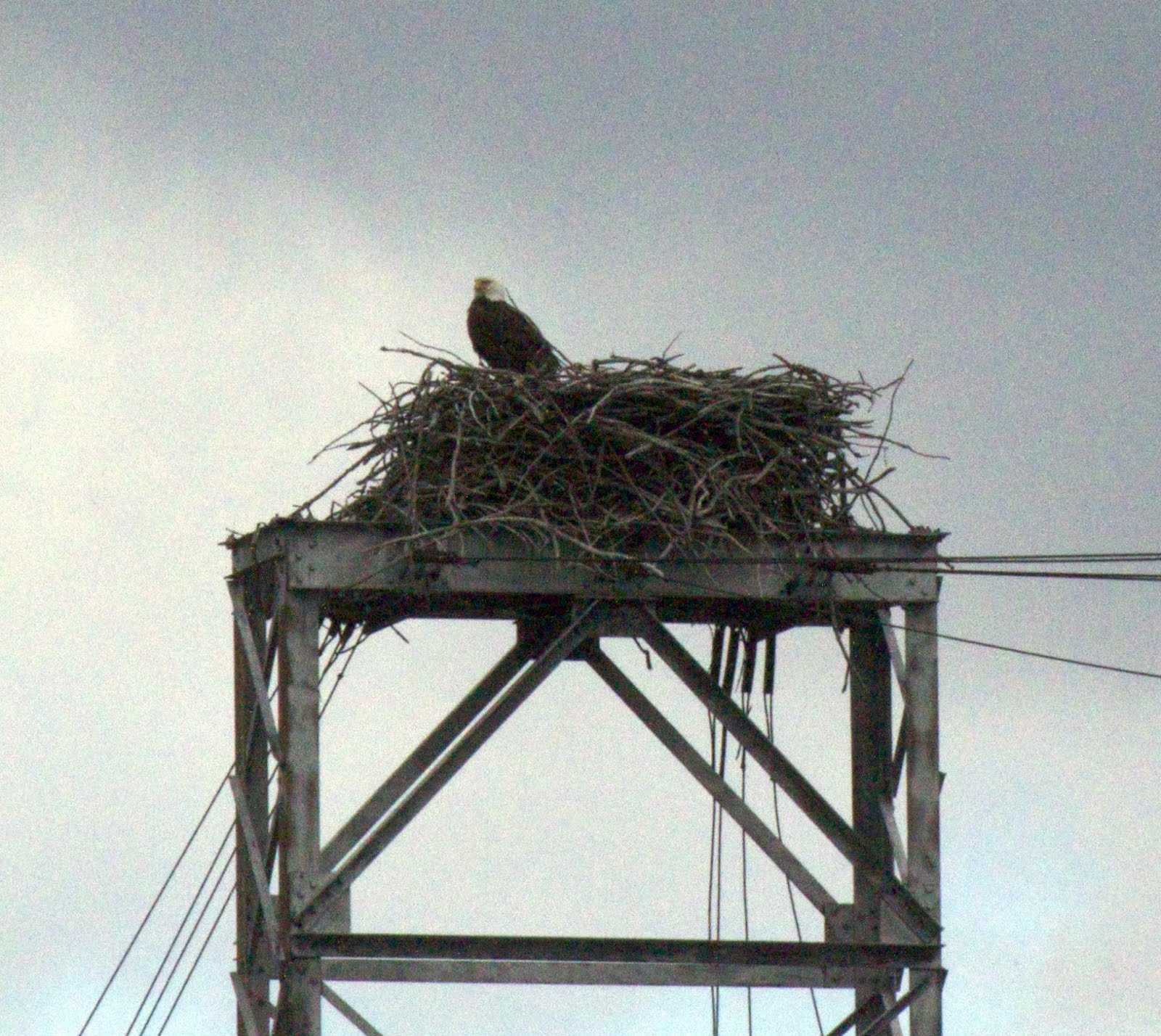 MerrySyracuse Bald Eagles at Montezuma National Wildlife Refuge