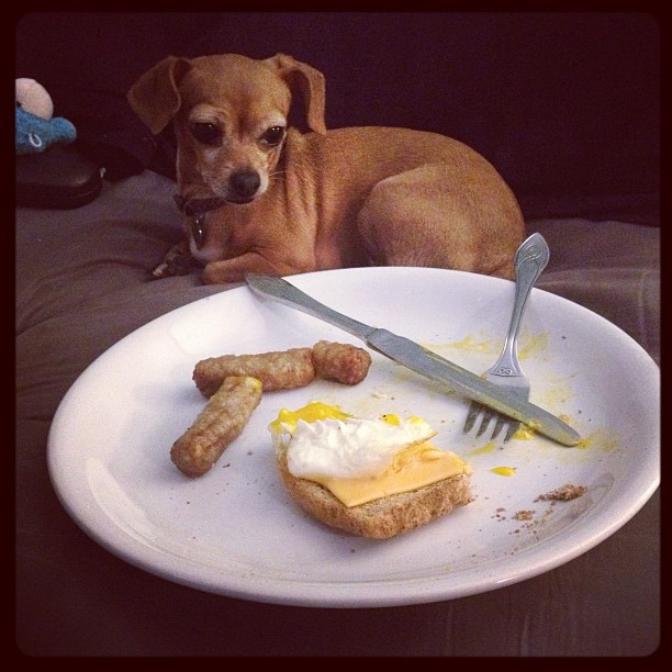 Cute! Dogs need to eat a big breakfast.