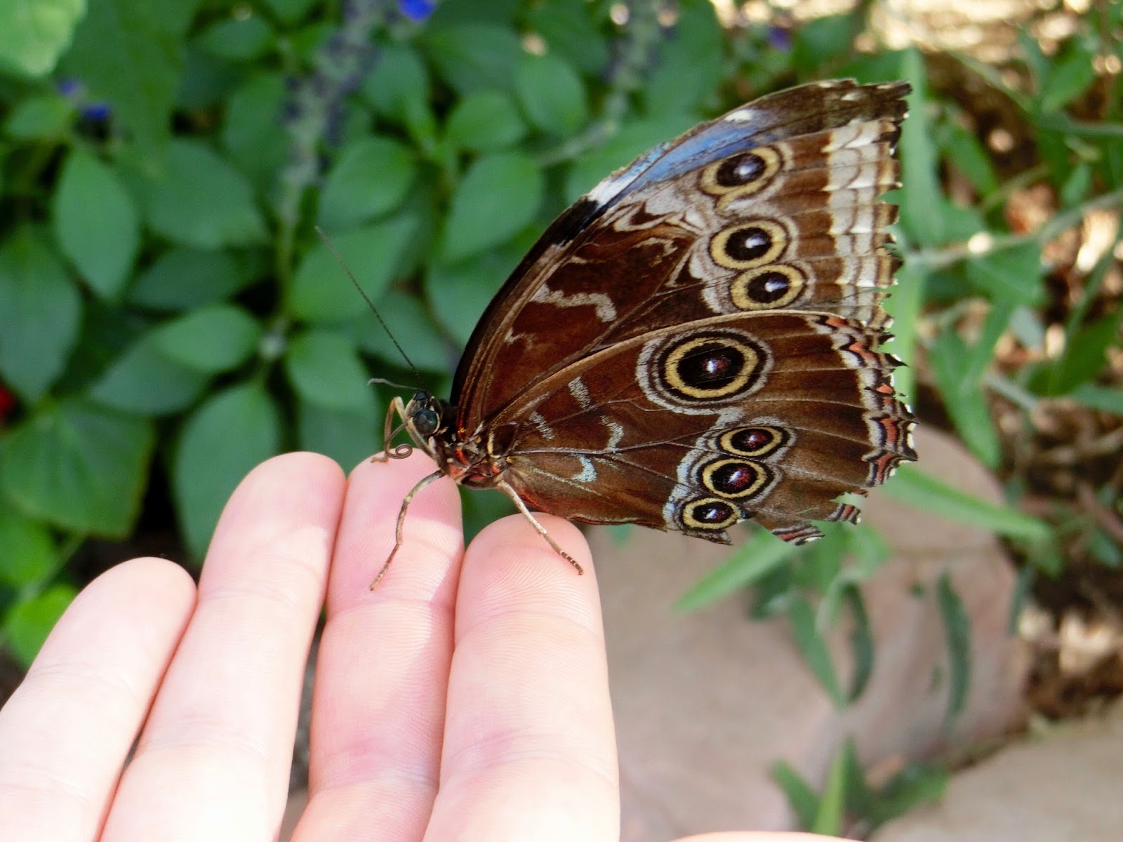 Nau speak Vegas Springs Preserve Butterfly Exhibit