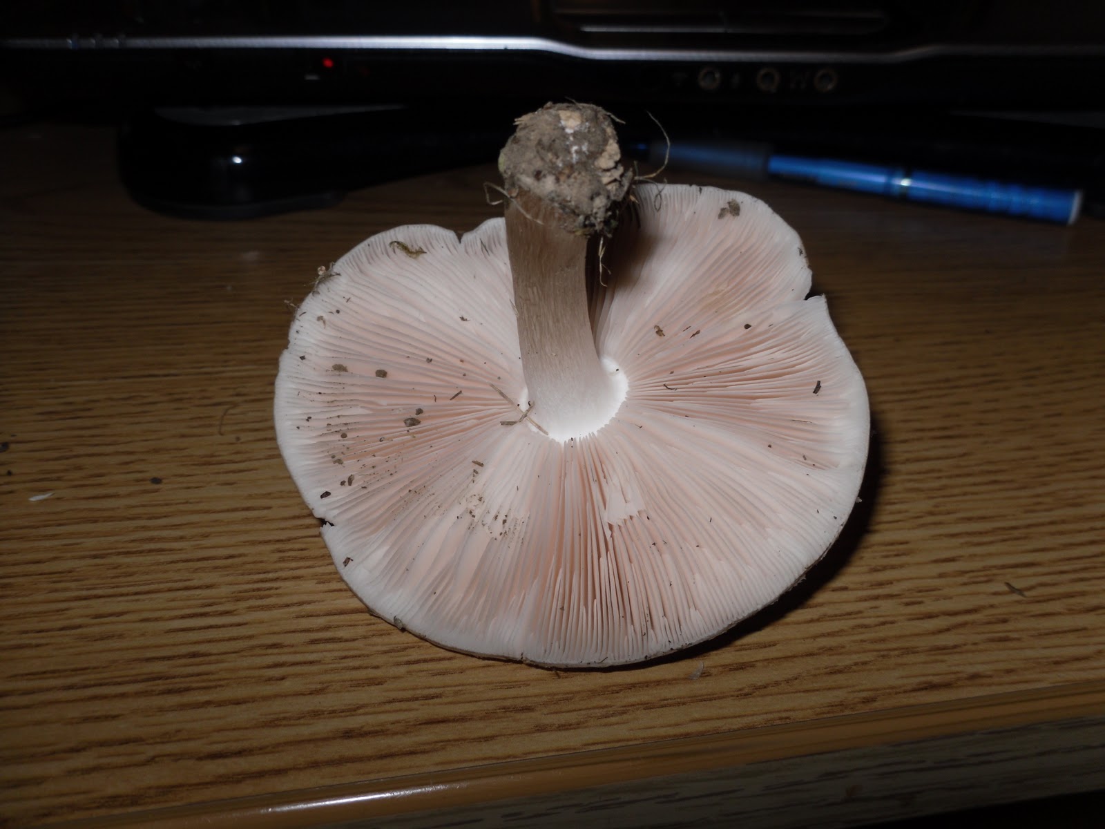 Fungi Collection Specimen 6 Large BrownCapped Gilled Mushroom