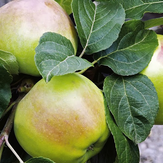 https://www.treesandplants.co.uk/products/Arthur-Turner-Apple-Trees.html