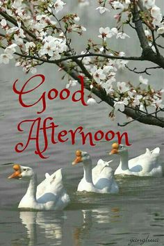 good afternoon wishes