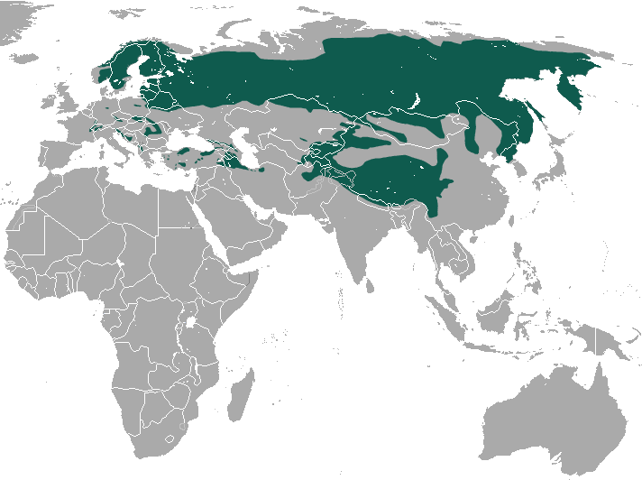 Abe's Animals Range maps of all 4 different lynx species