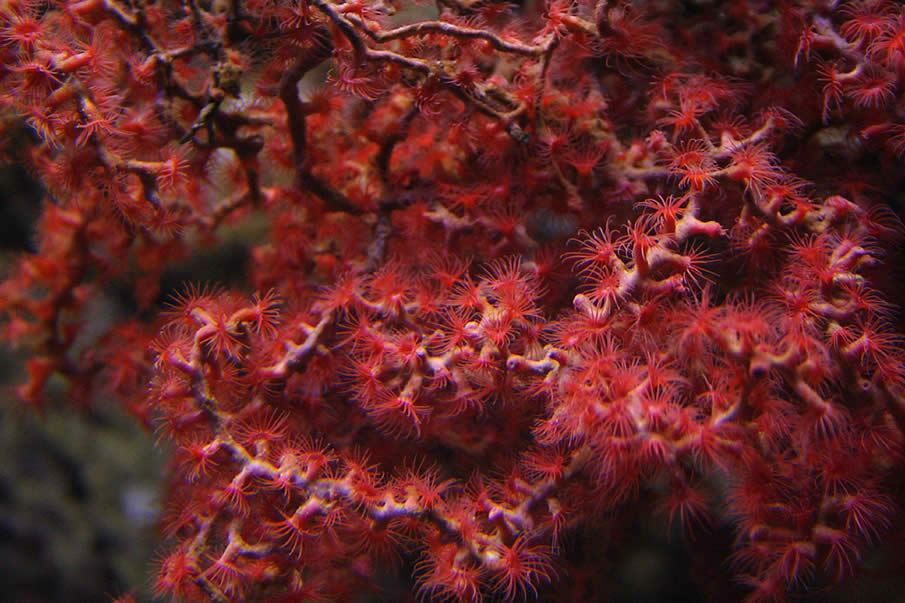 Coral 7. Seven Corals.