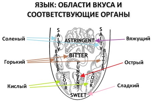 Орган исполнительной власти го и чс. Подпиши названия органов человека. Классификация управленческих решений по направлению воздействия. Проекция внутренних органов на языке человека. Соответствующие органы которые приняли соответствующее.