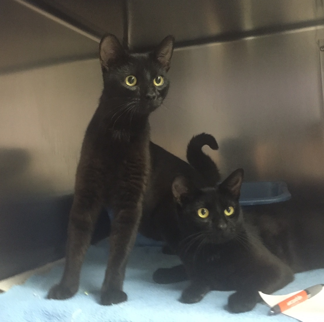 Cape May County Animal Shelter & Adoption Center at PetSmart in Rio