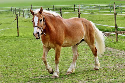 Essay on Horse for Class 1, 2, 3, 4, 5, 6, 7, 8 - 100 to 200 words -   - Simple Essays, Letters, Speeches