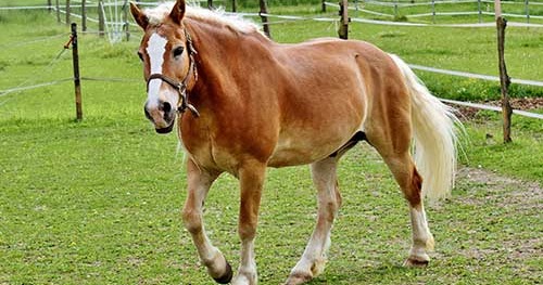 5 sentences about horse in english image