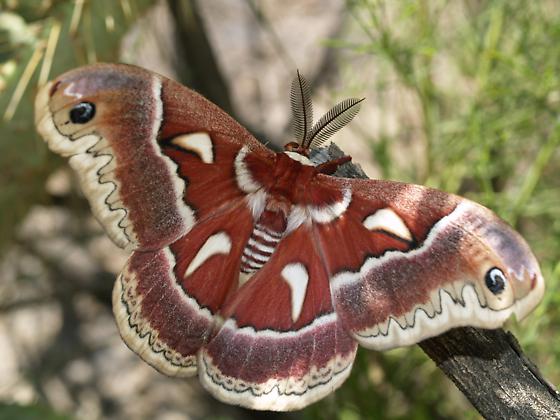 Arizona: Beetles, Bugs, Birds and more: National Moth Week - not much ...