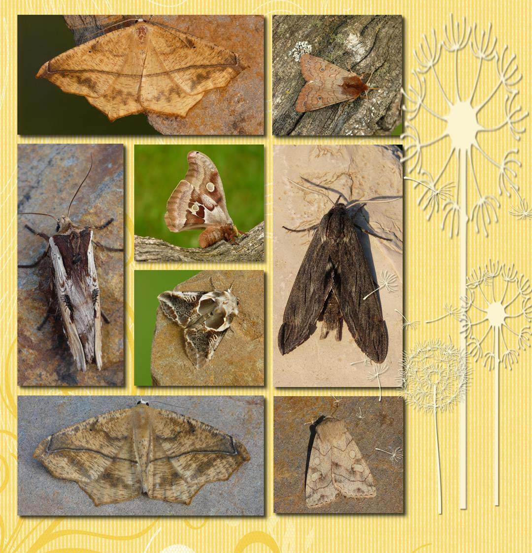 Saskatchewan Image Junkie AMAZING 2013 MOTH Calendar